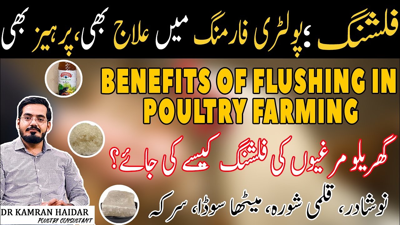 Chicken Flushing | Benefits of Flushing in Poultry Birds | Use of Meetha Soda, Qalmi Shora, Sirka