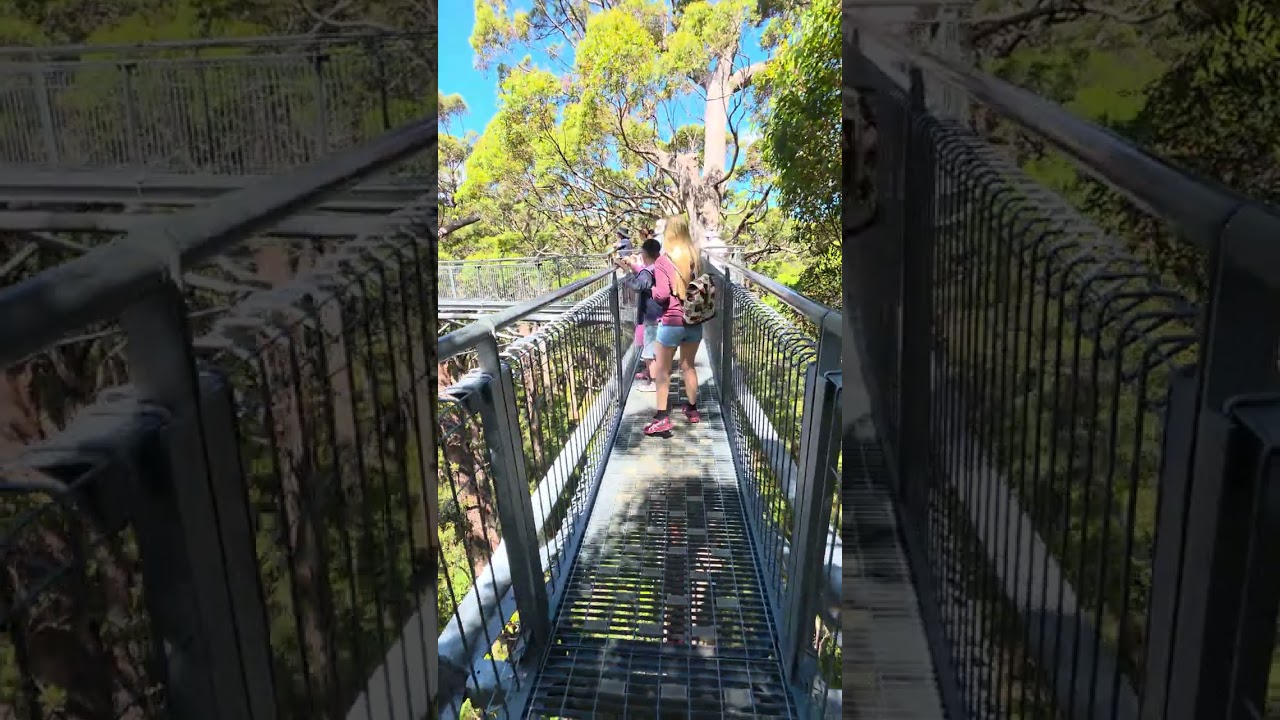 Valley of the Giants Tree Top Walk.. Tingledale Western Australia..