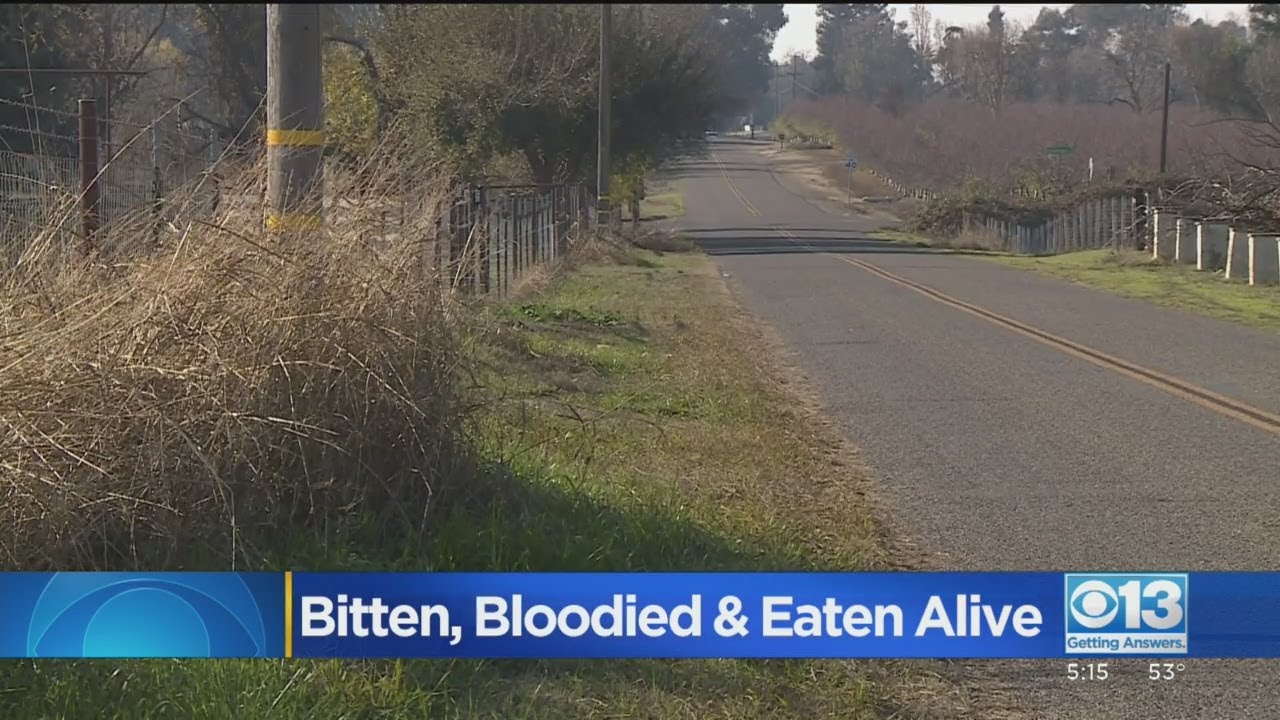 Oakdale Woman Attacked By German Shepherds