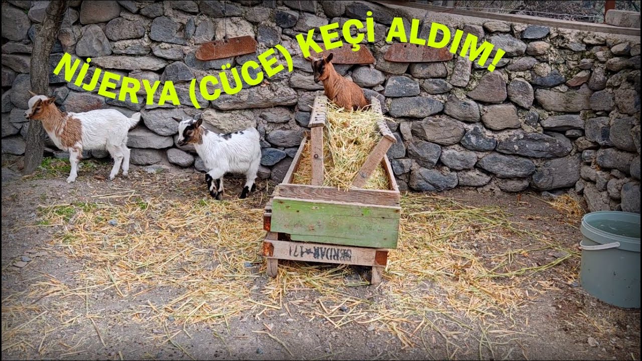 Yeni Bir İşe Atıldım! #nijeryakeçisi #cücekeçi