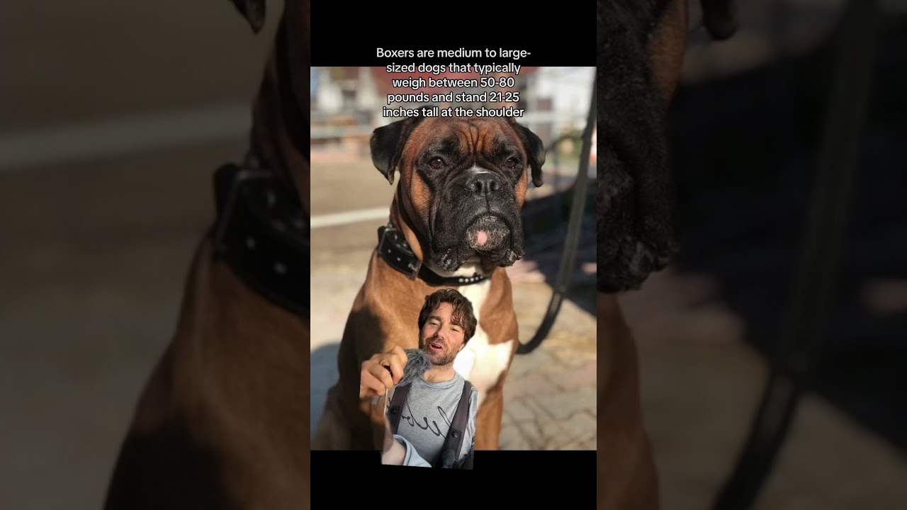 Dog Breed SPOTLIGHT - THE BOXER #boxer #history #dogbreed #STEM #educational #germany #munich #dogs