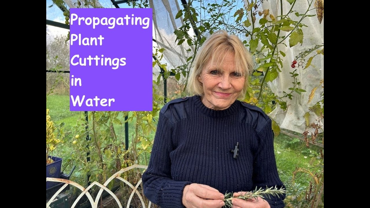 Propagating cuttings in water
