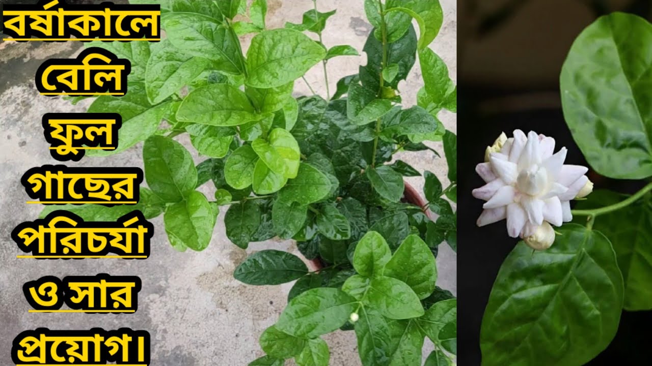 বর্ষাকালে বেলি ফুল গাছের পরিচর্যা ও সার প্রয়োগ।।Care & fertilizer  of Bell Mallika flower plants।।