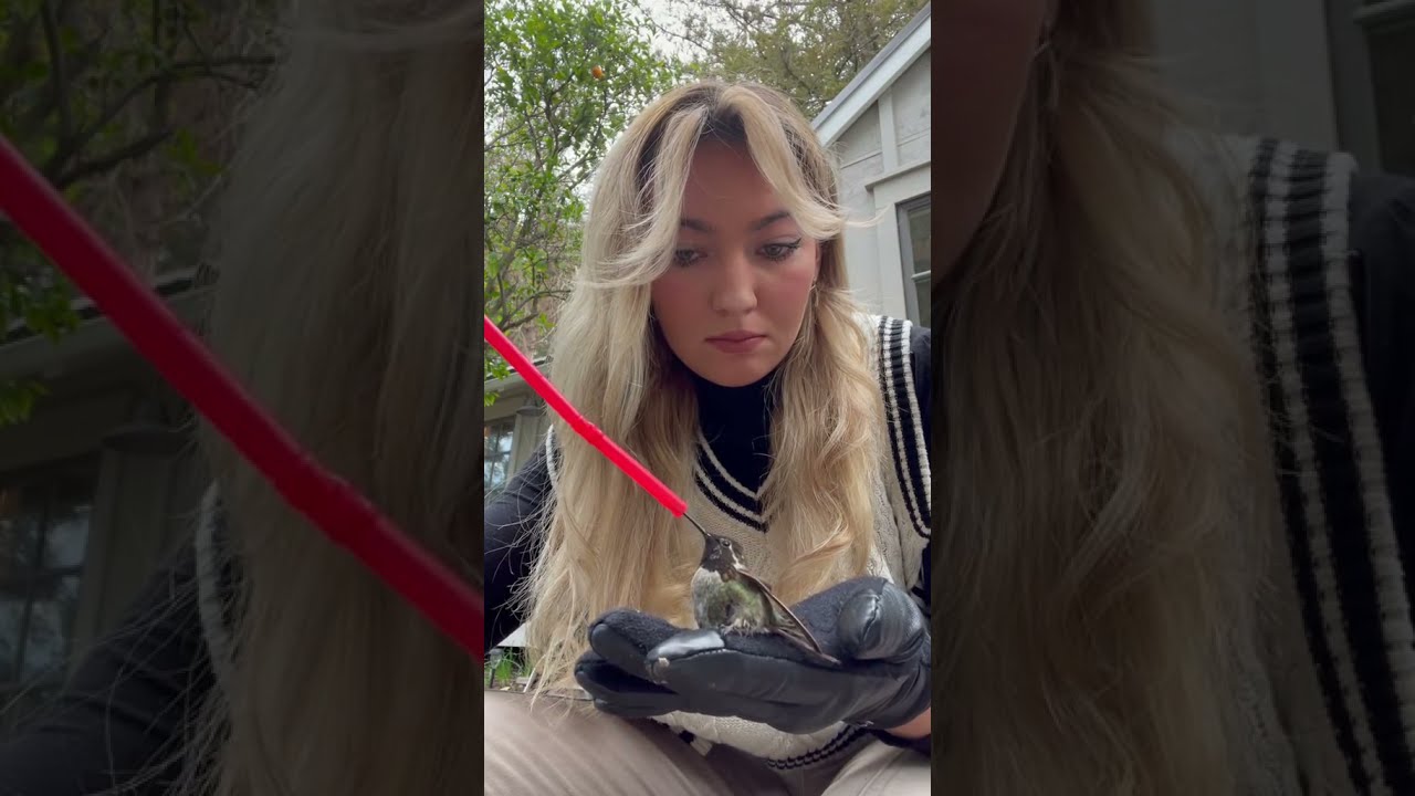 Woman rescues an injured hummingbird after it fell out of a tree.