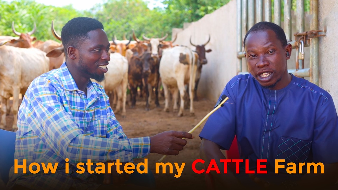 How i Started a Cattle Farm in Ghana: How He Started and Grew