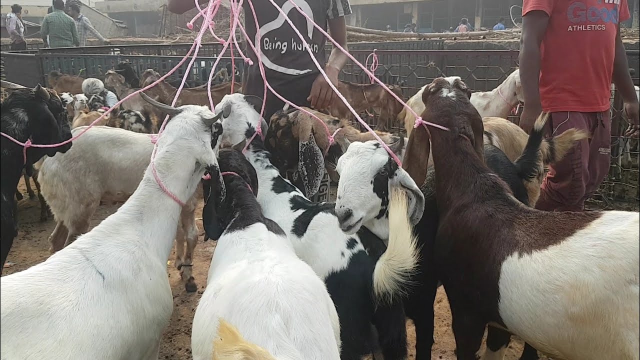 Delhi Ghazipur Bakra Mandi Documentary.