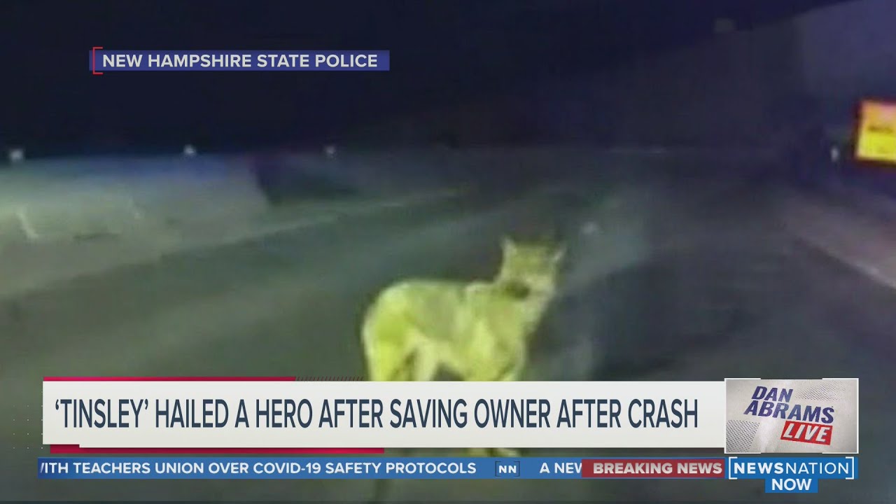 ‘Follow me’: Dog finds help, leads cops to owner’s car crash | Dan Abrams Live