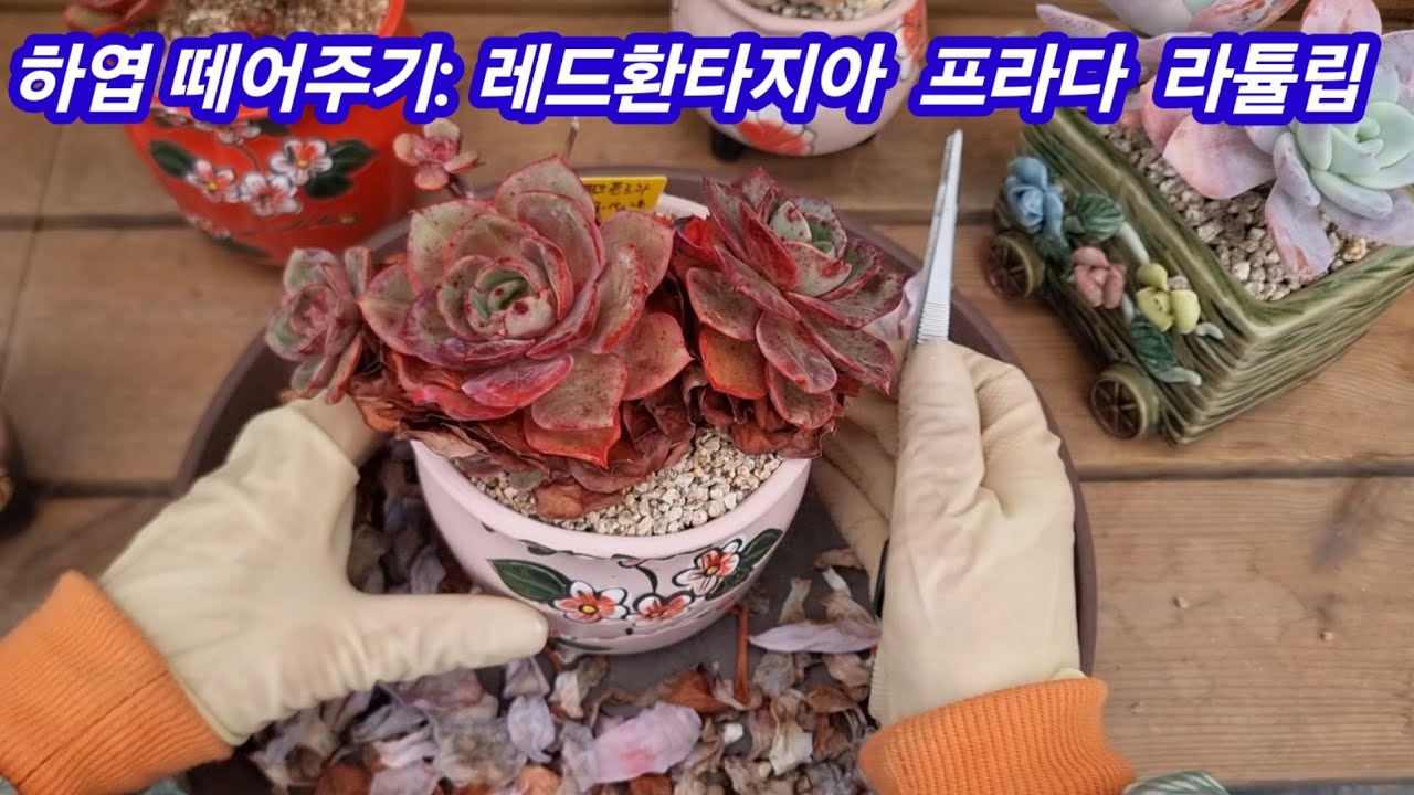 25.1.31 하엽 떼어주기: 레드환타지아 프라다 라튤립 #하엽 #러블리로즈다육tv