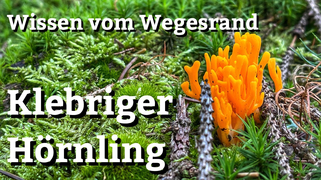Wissen vom Wegesrand #001 - Der Klebrige H&ouml;rnling / Ziegenbart - Calocera viscosa -