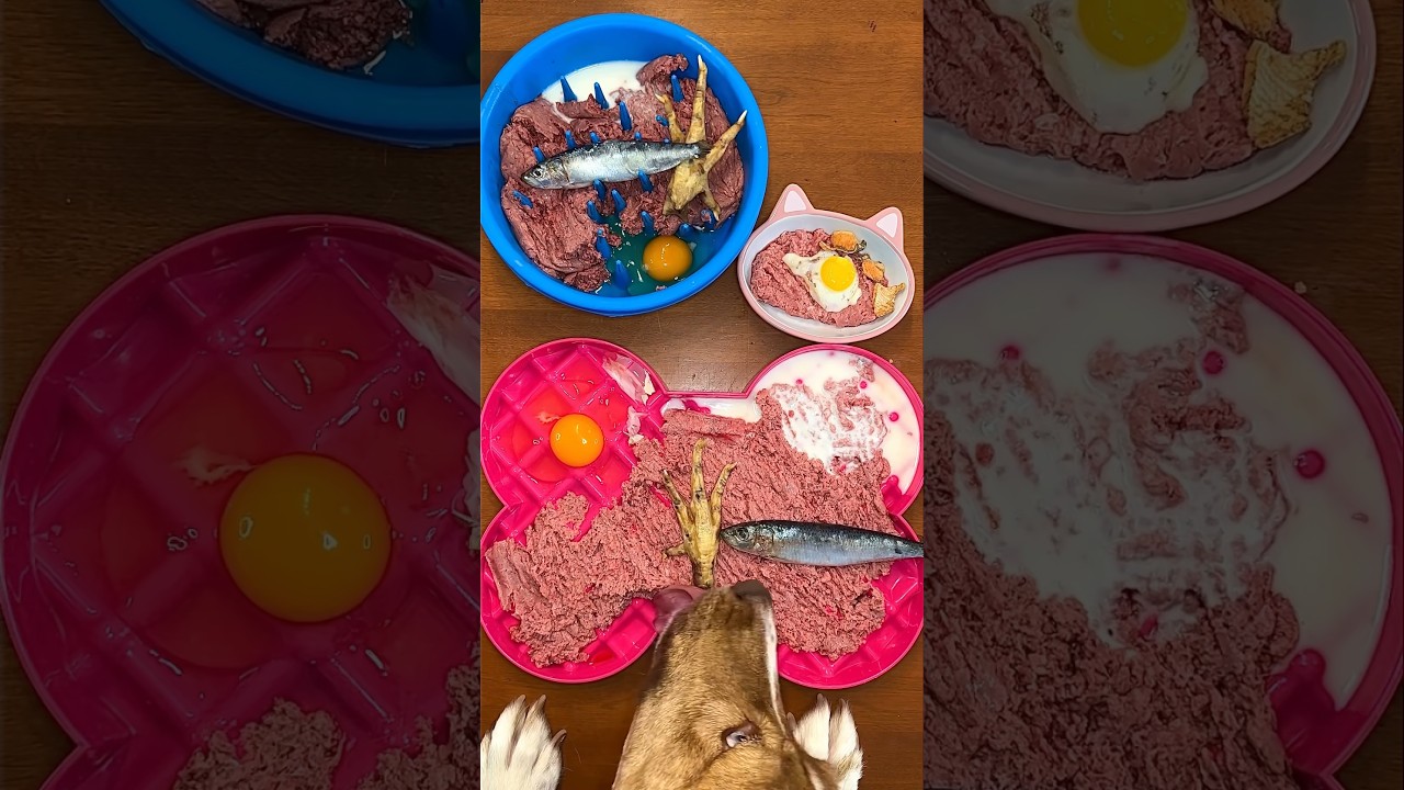 Ужин для моих трёх сыроедческих собак 🥩🐕&zwj;🦺 #шорты
