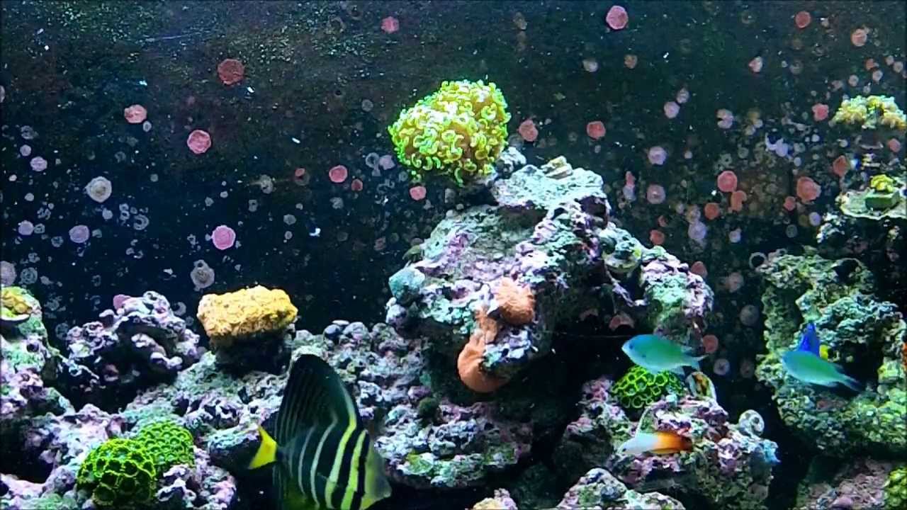 How to feed fish and coral