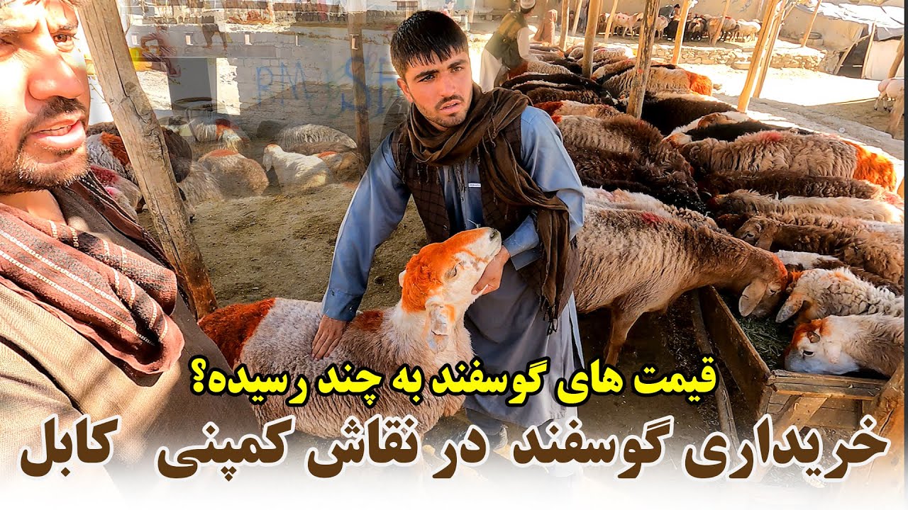 نرخ های گوسفند در ا.ا