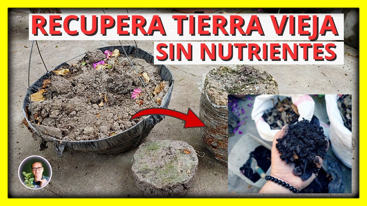 Como RECUPERAR una tierra mala SIN NUTRIENTES y dura de MACETAS VIEJAS | Gio de la Rosa