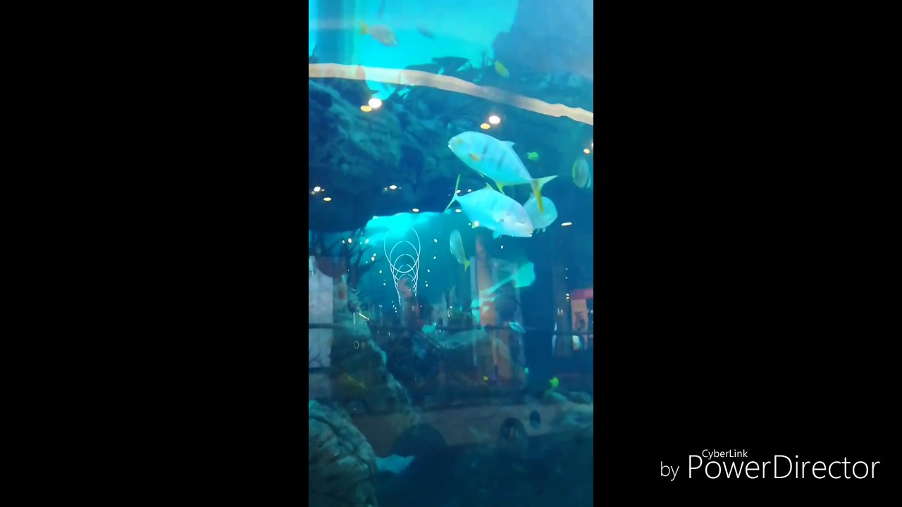 Aquarium Morocco Mall Casablanca