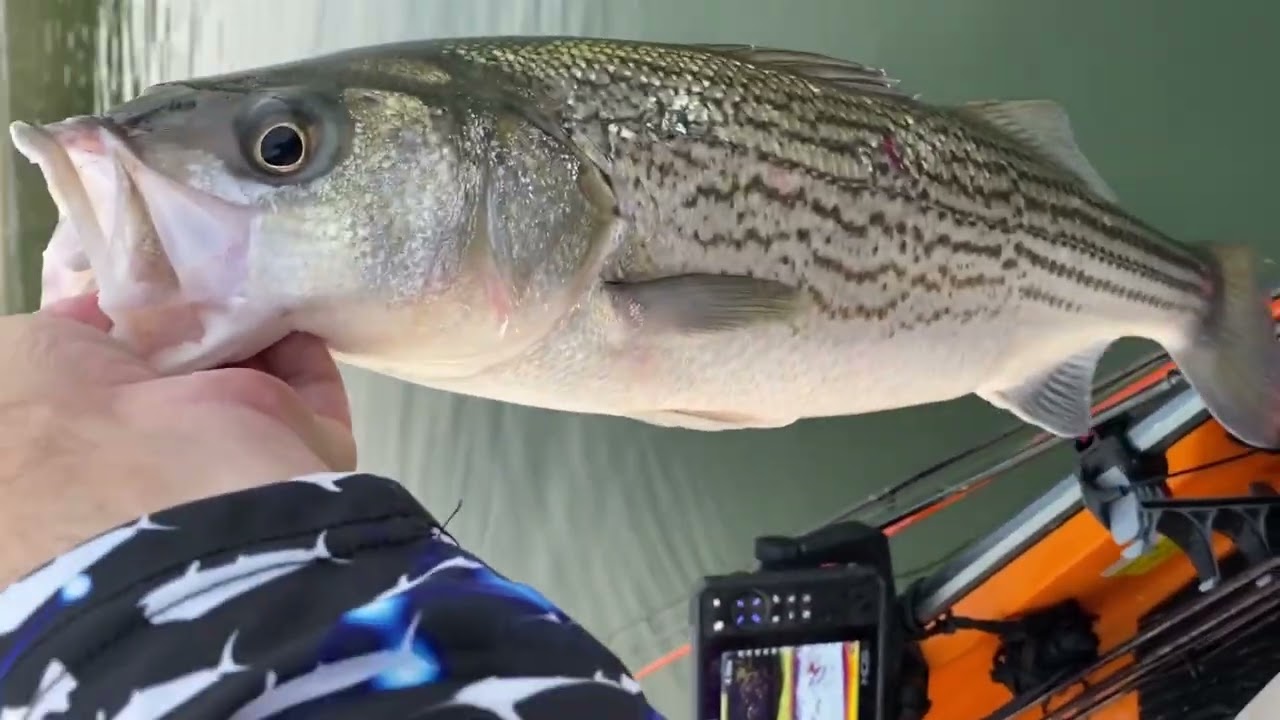 Lake Texoma Is Loaded With Striper!