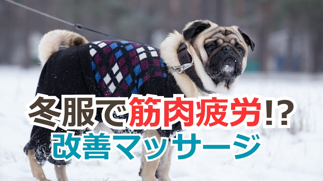 【良かれと思って着せる冬服💦】犬の筋肉疲労を改善するマッサージのやり方