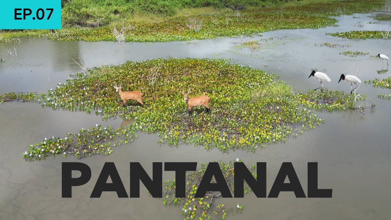 Pantanal, paraíso brasileiro em MS. Fauna e flora inigualáveis.