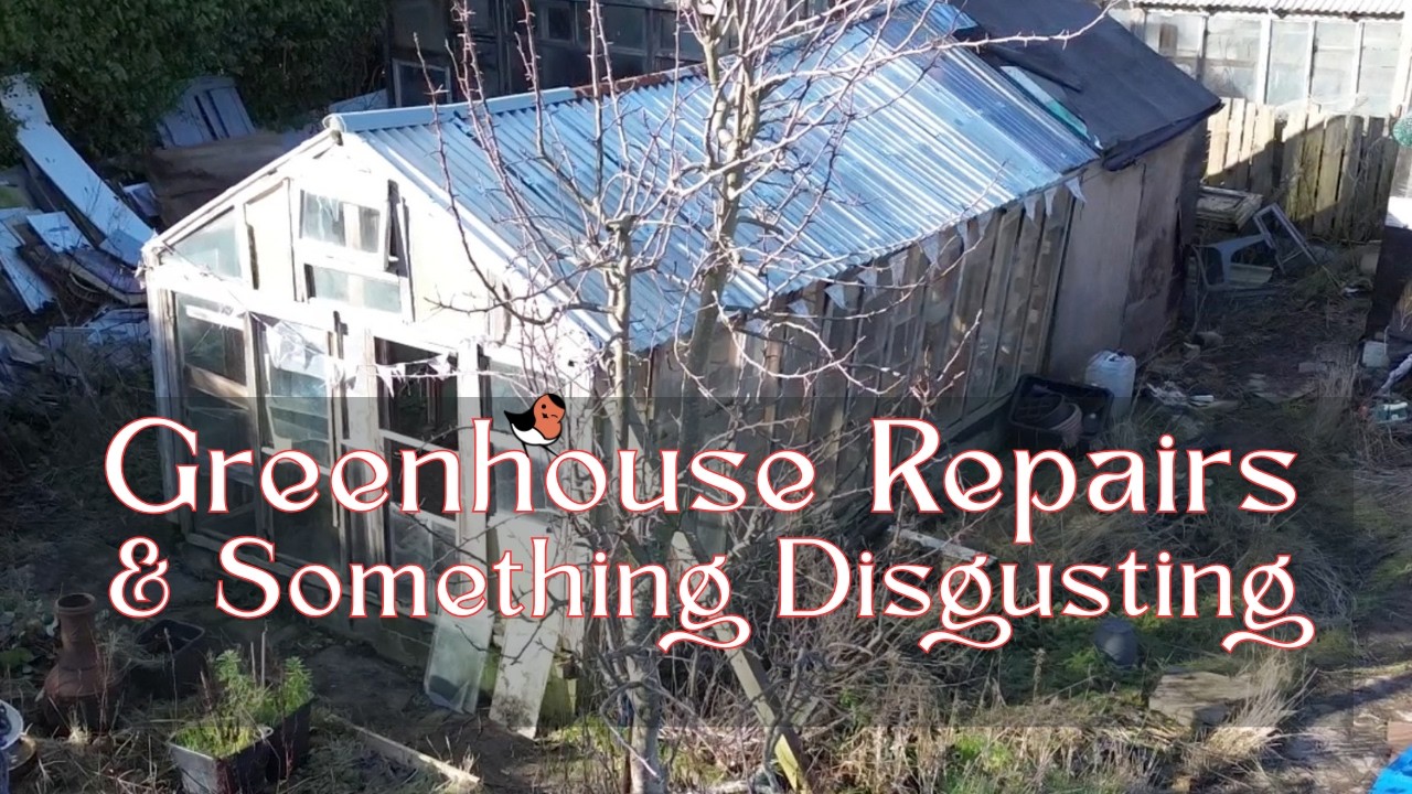 Repairing the Greenhouse & Something Disgusting at the Allotment #allotment #allotmentlife