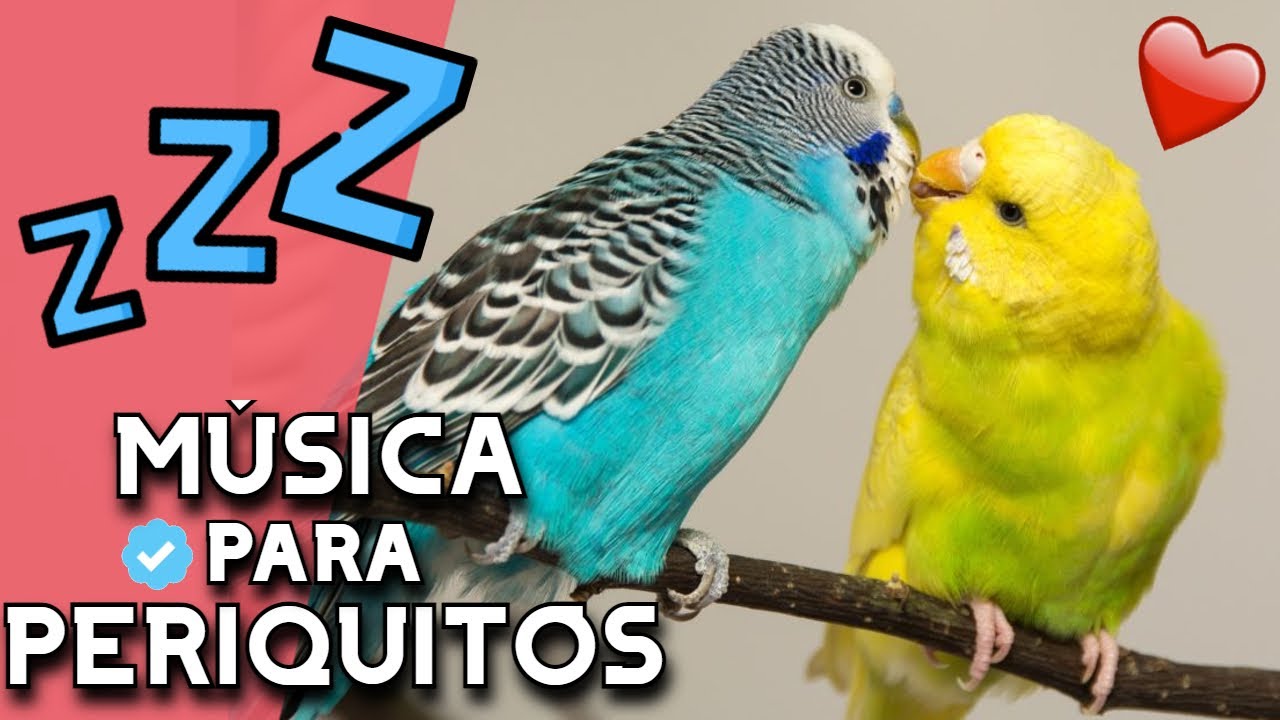 🎵🐦Música para PERIQUITOS [RELAJANTE] 🎵🐦 - Música RELAJANTE para calmar periquitos verdes y aves 2021