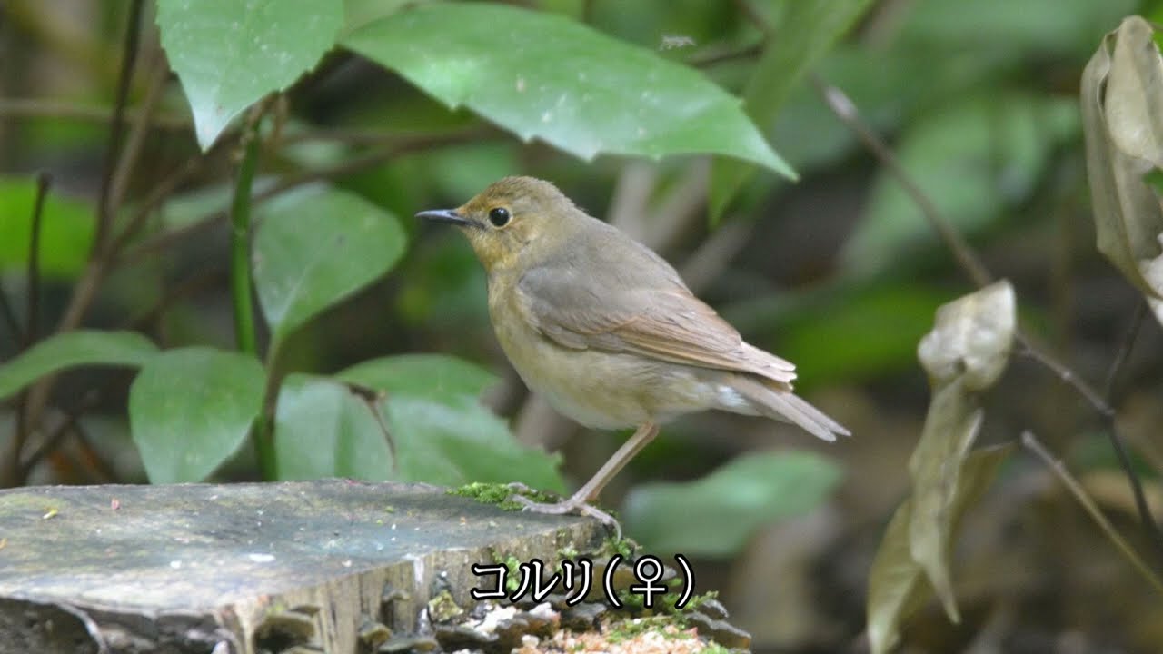 コルリ（♀）