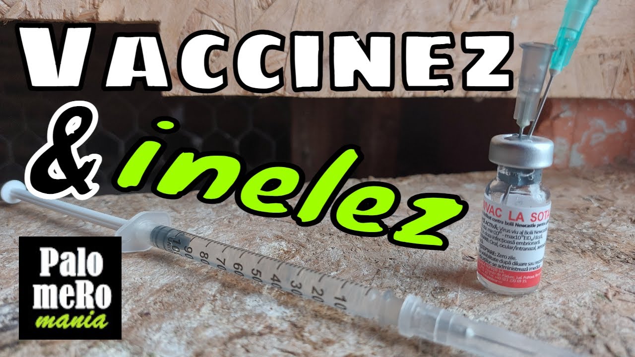 Vaccinez şi inelez / newvac la sota / porumbei / columbofilie / prevenție