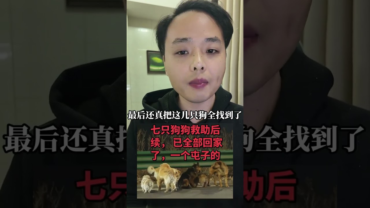 七只小英雄 #热点新闻事件 #狗狗：不要低估我们回家的决心#生活#社會#社會故事#shorts