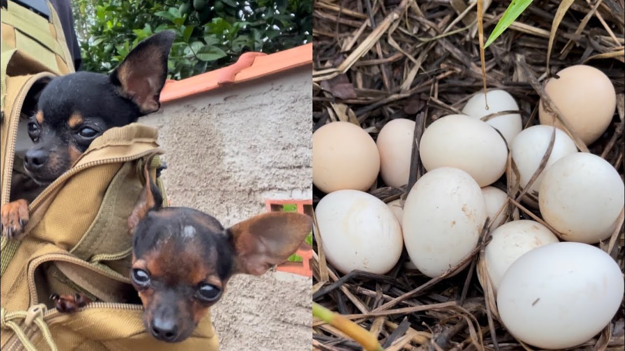 TIRINGA E PILILIU PROCURANDO OVOS DE GALINHA | PINSCHER FILHOTES