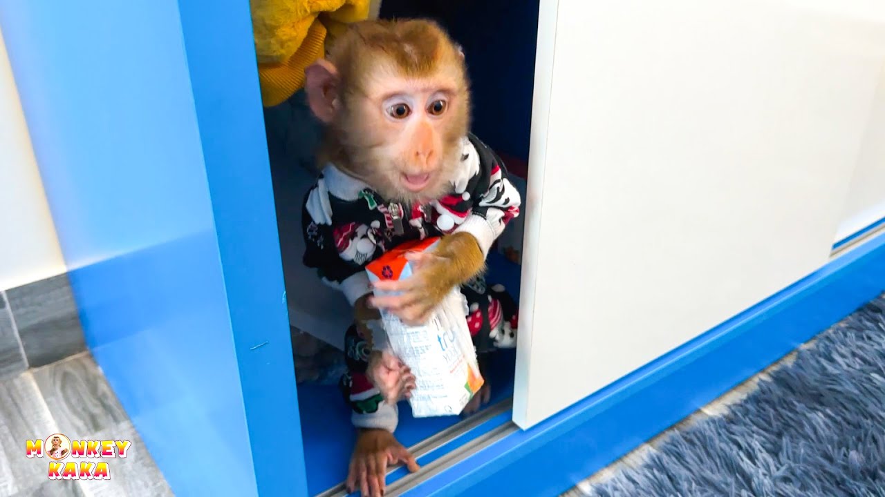 Monkey KaKa takes care of himself when her mother is away