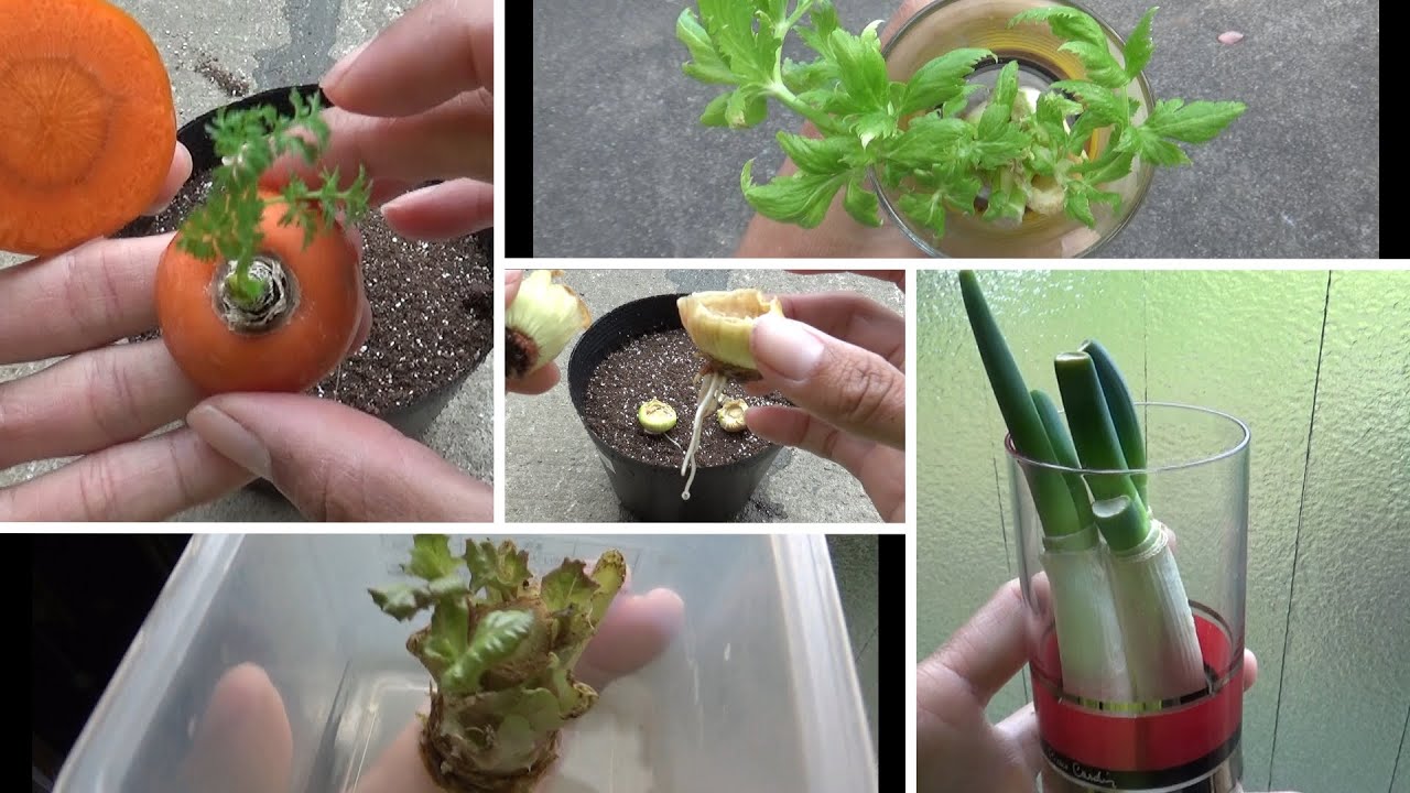 野菜は再生するのか!?