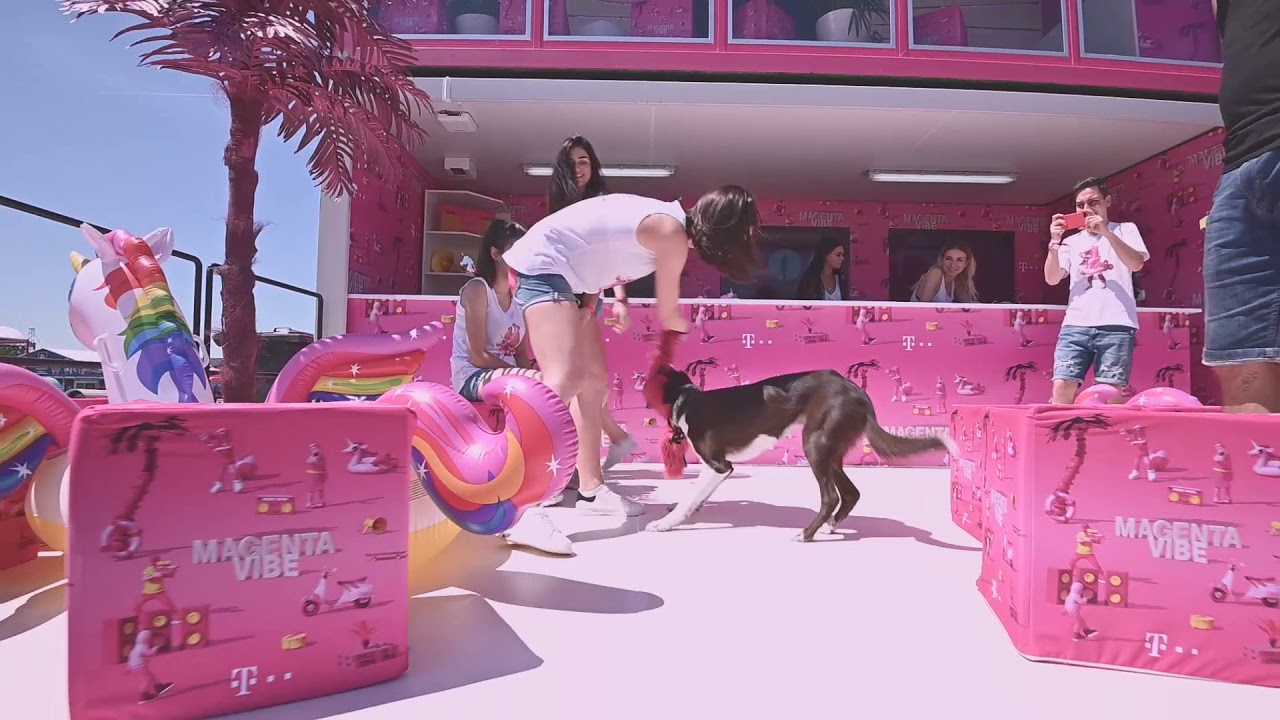 VOLT fesztivál 2019 --- Tornadogs Sopron DOG POINT