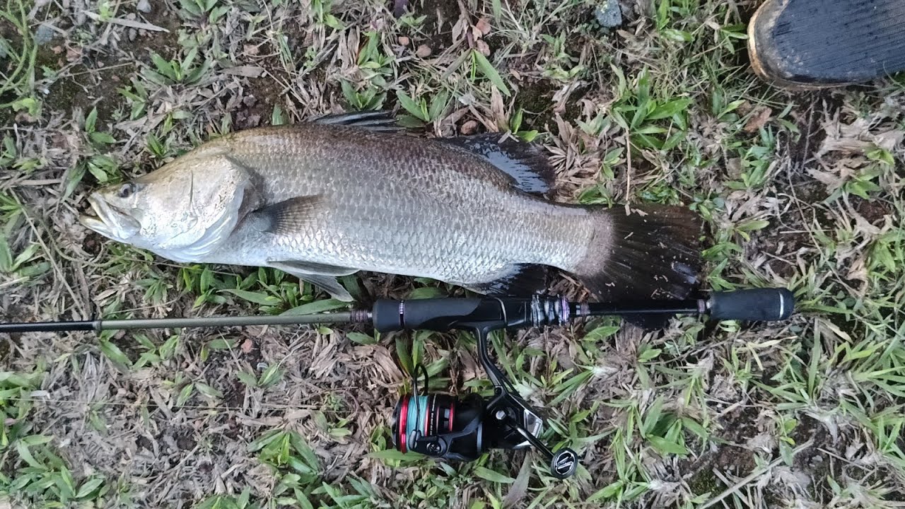 Tes reel OKUMA CEYMAR HD,strike BARRAMUNDI...!!!