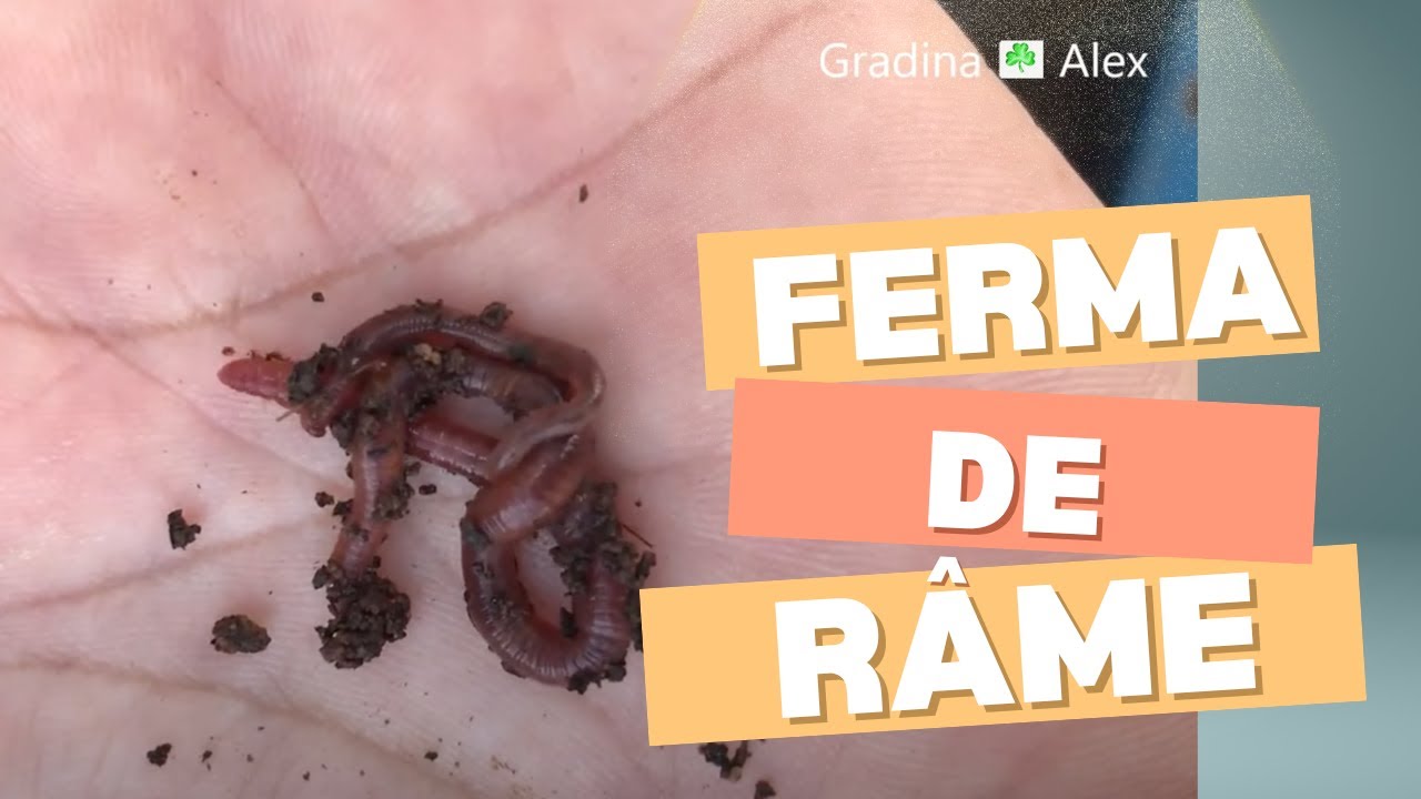 Ferma de rame Californiene stadiul ramei de la ou la maturitate si ce mananca 4k video zilnic