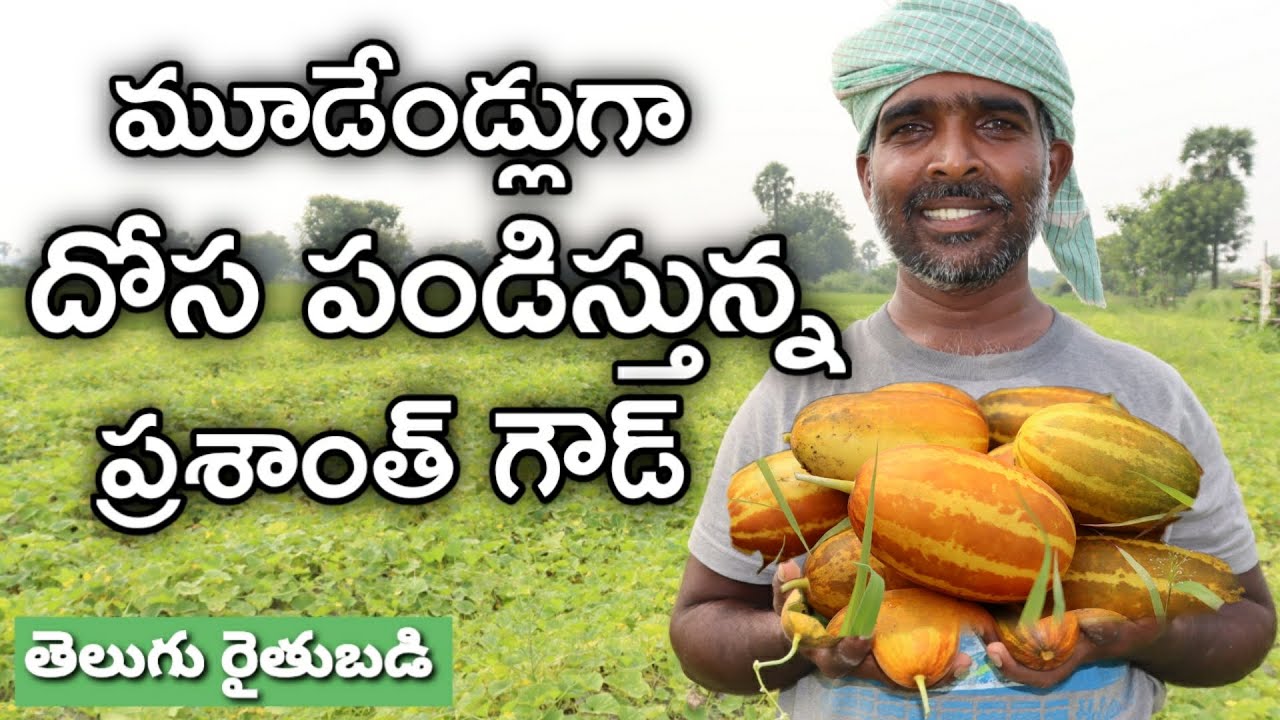 దోస కాయల సాగు బాగుంది | Cucumber Cultivation From 3 Years | తెలుగు రైతు బడి