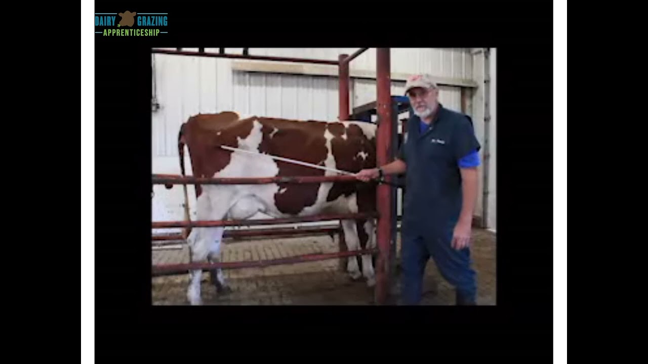 How to Body Condition Score (BCS) Dairy Cattle
