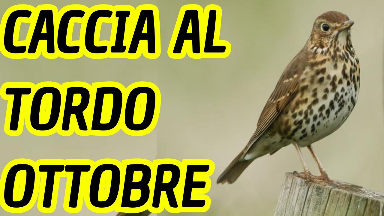 CACCIA AL TORDO - I Tordi di Ottobre