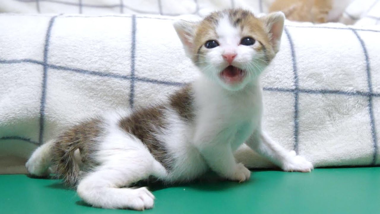 ソファーから落っこちて泣いちゃったミニミニ子猫【赤ちゃん猫　保護猫】