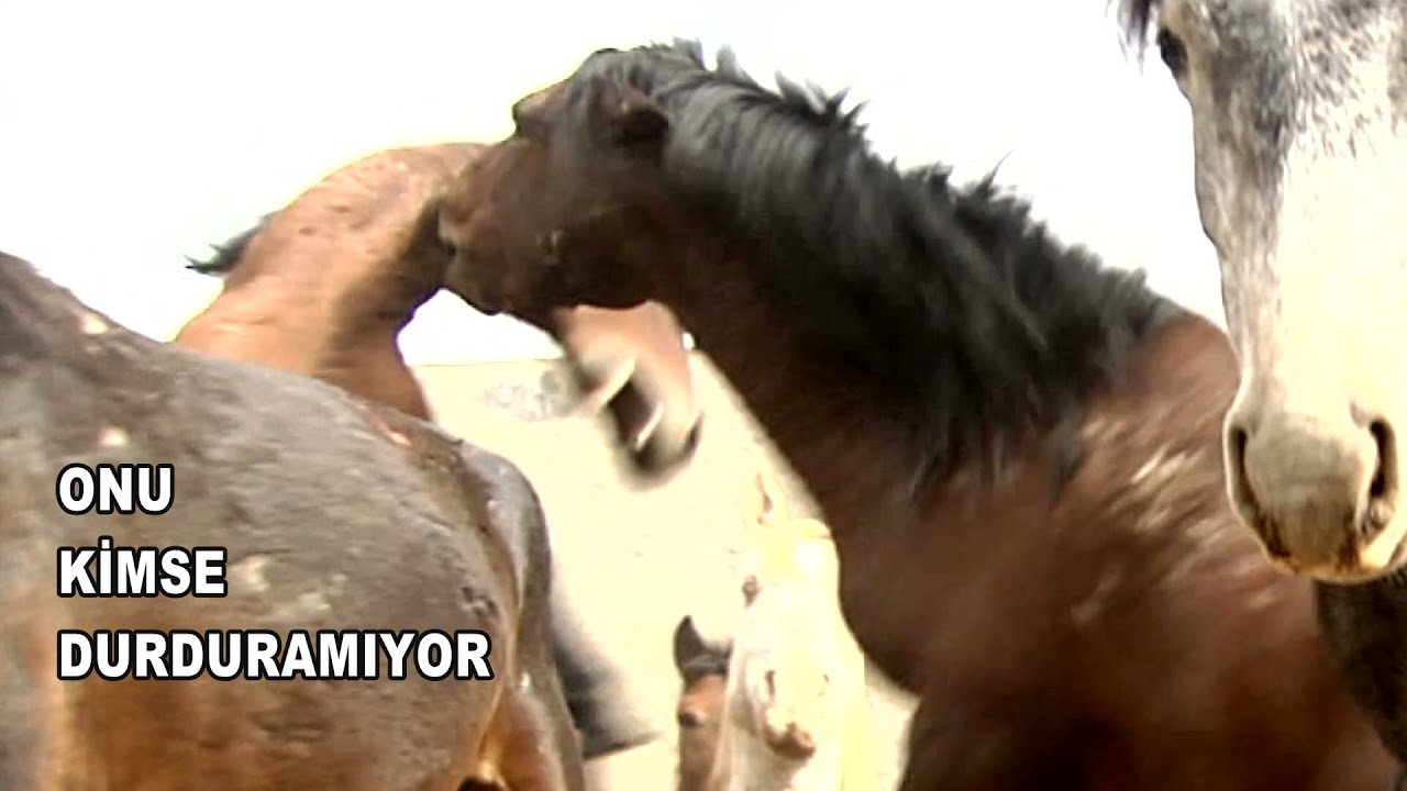 HER GÜN EN AZ 15 ATI ISIRIYOR / WILD HORSES