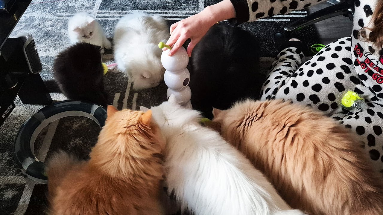 Cats React And Play With New Toys at Christmas 🎄🐱