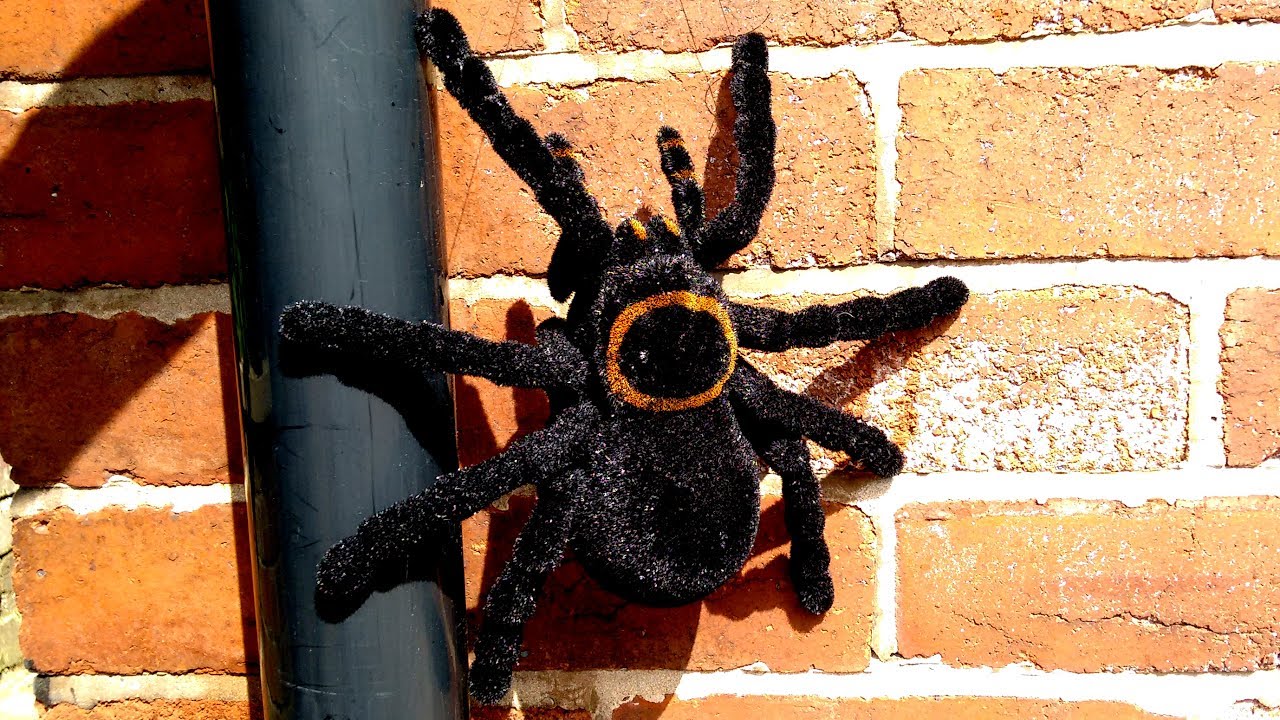 GIANT BLACK SPIDER Incy Wincy Spider Nursery Rhyme | Itsy Bitsy Spider with huge climbing Tarantula