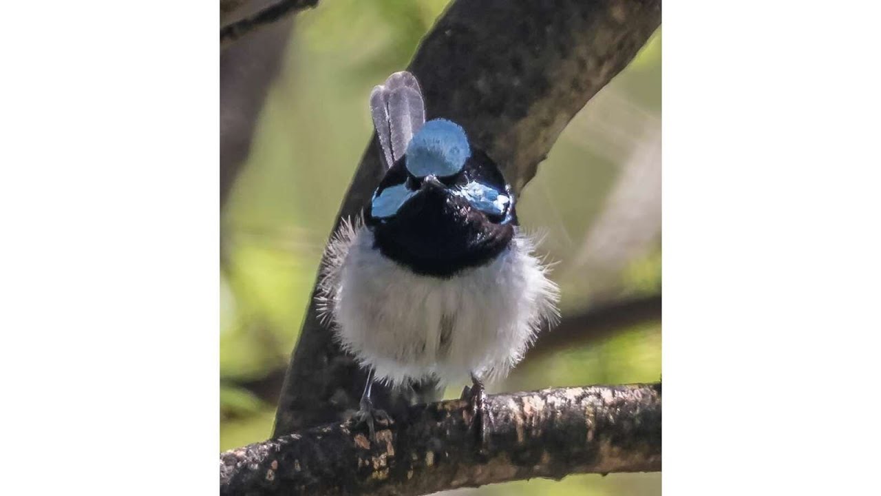 Evolutionary History of Passerines | Bird Science & Conservation Webinar