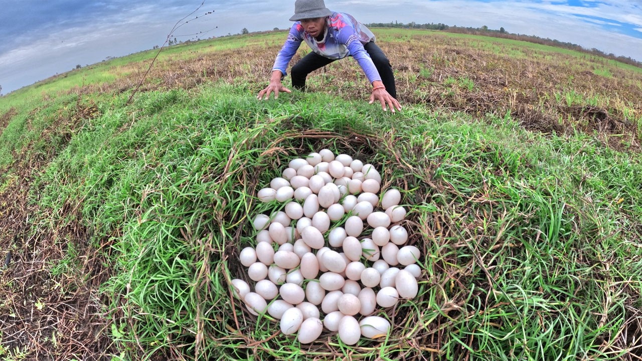 Amazing farmer harvest a lot of duck eggs in grass in rice field