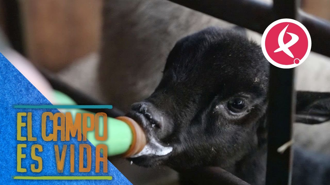 Ya no hay cabras para los mamantones de Chabeli | El campo es vida