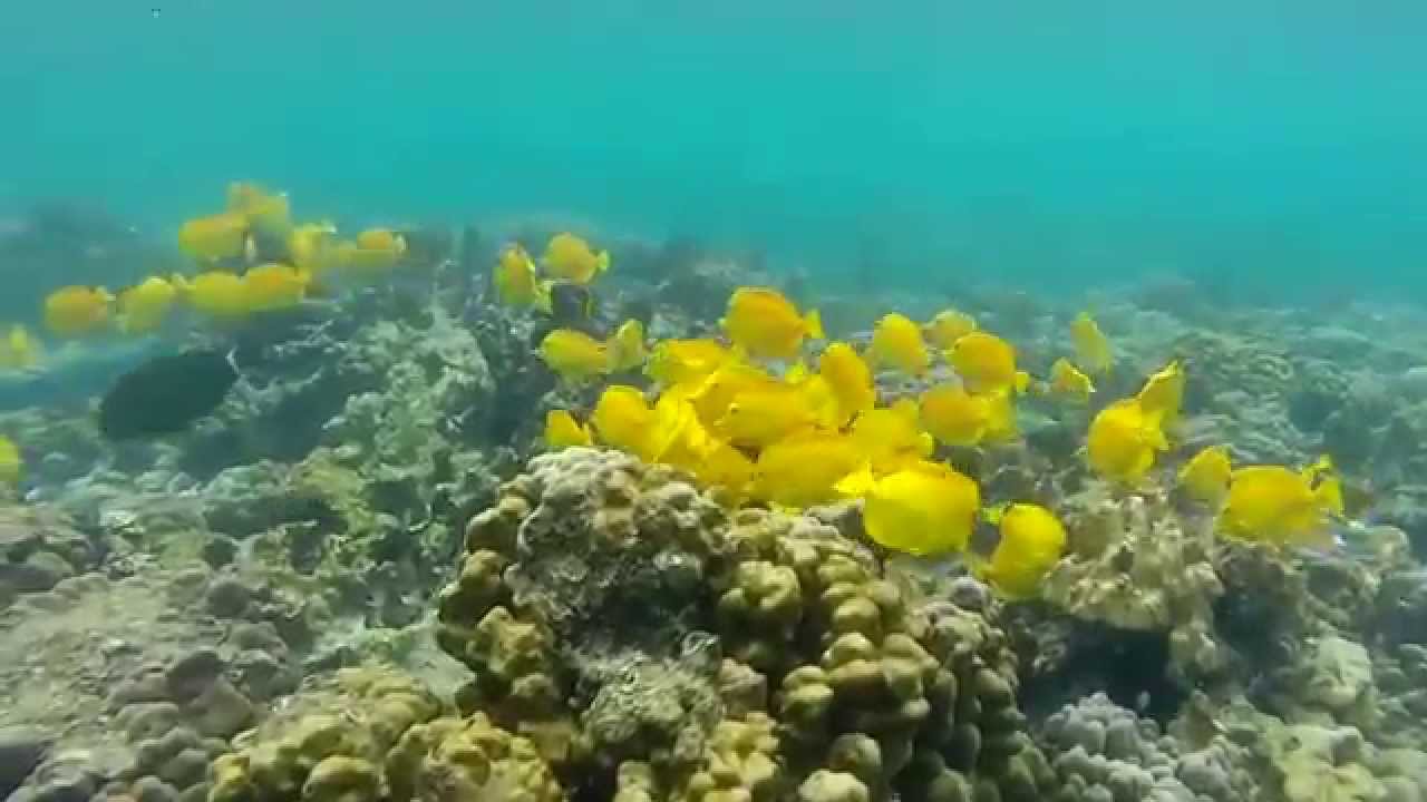 Snorkeling at Kahaluu Beach Park, Kailua - Kona, HAWAII