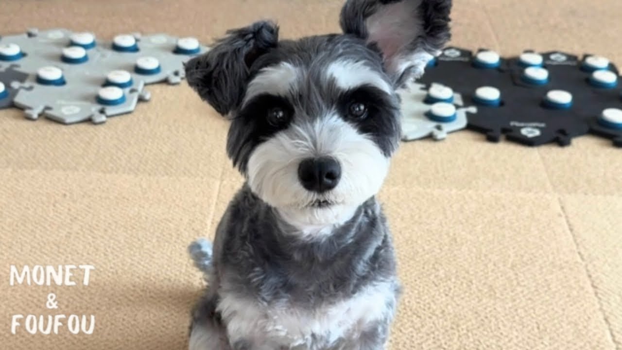 そんなこと報告するの😂うちの犬やっぱ人間かも