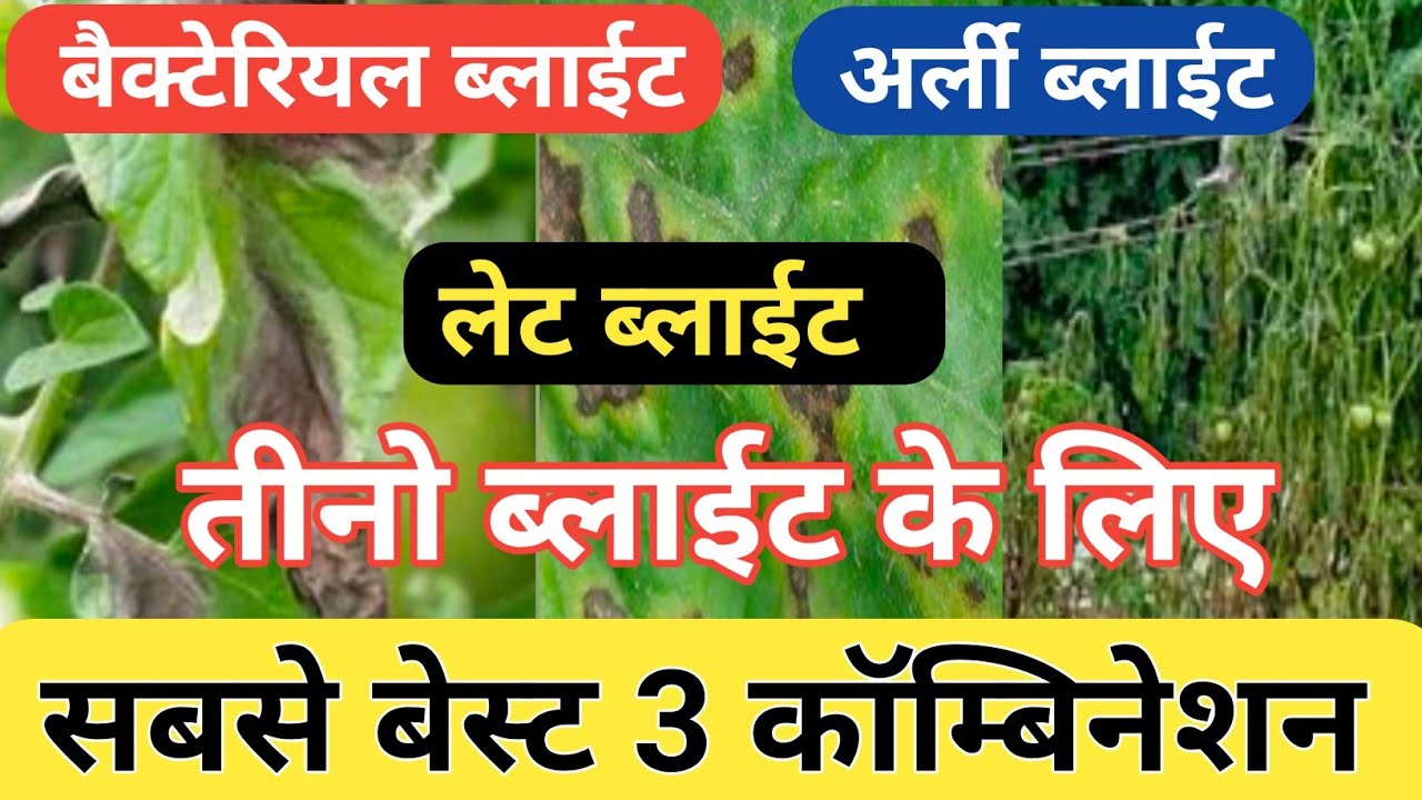 how to control tomato blight|| late blight ||early blight ||bacterial blight ||Agrojeevan