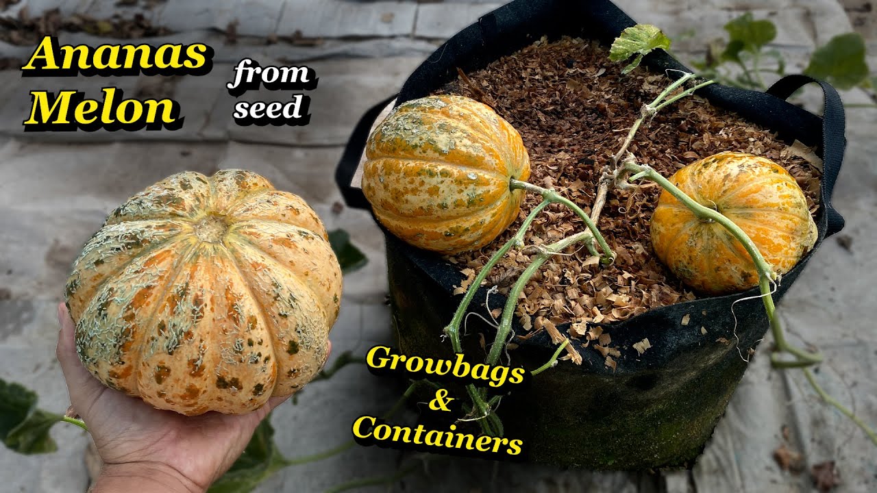 Growing Ananas Melons from Seed to Harvest in Containers & Bags&ndash; Step by Step
