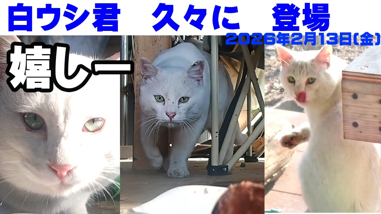 【外猫白ウシ君 登場】寒波を乗りきり、相変わらず大食漢