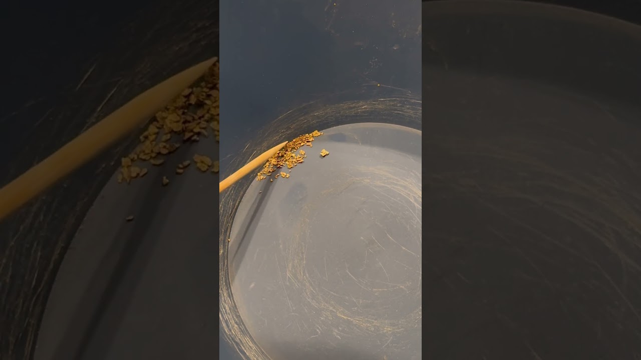 Vendetta Prospecting Calicrush Gold  Clean Up ⛏️ #goldnugget #gold #prospecting #goldpannning