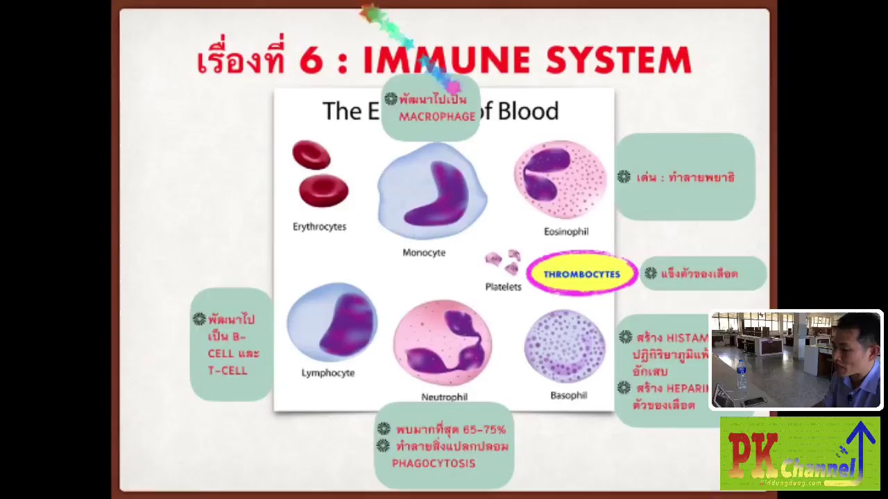 Immune System-ประเด็นสำคัญ_เทคนิค ปี 1 SCPHUB
