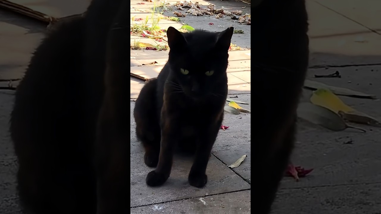 Anneye bağırılmaz #keşfet #kedi #anne  #kedivideoları #cat #catlover #catvideos #funny #cute